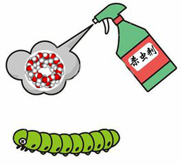 杀虫.jpg